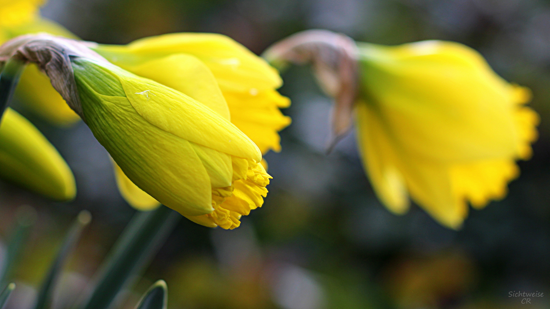 Daffodil