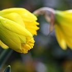 Daffodil