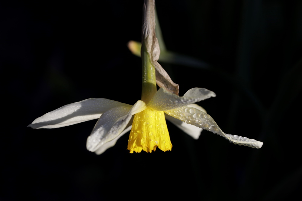 Daffodil