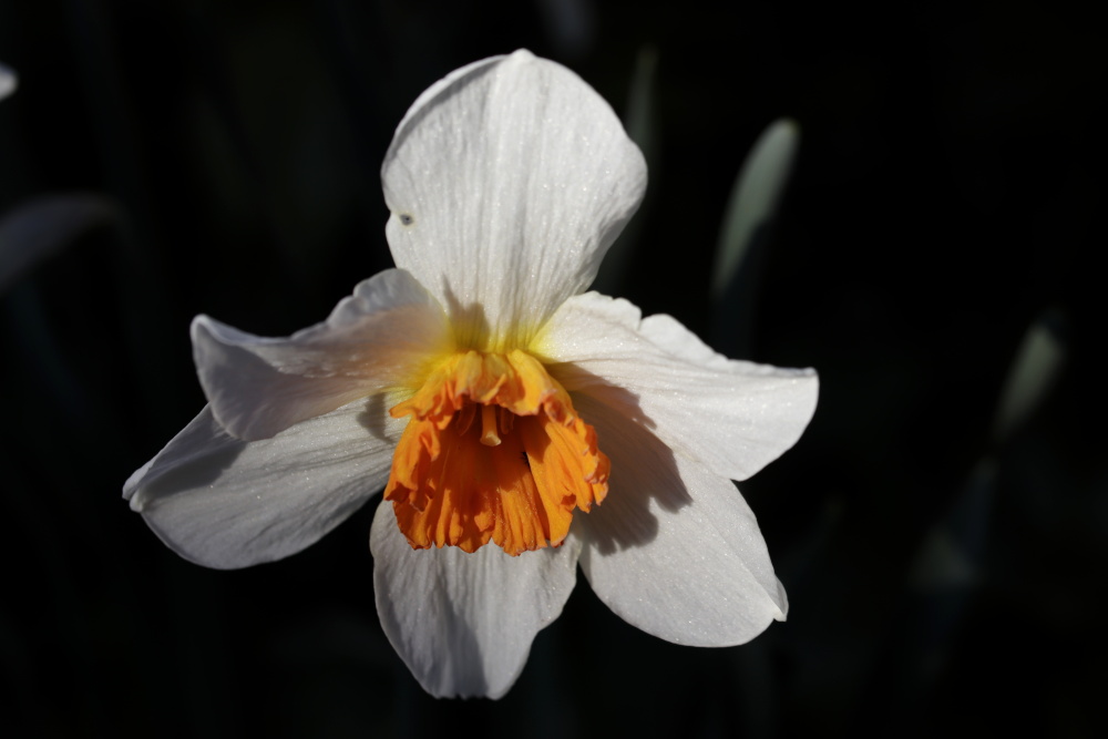 Daffodil