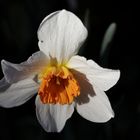 Daffodil