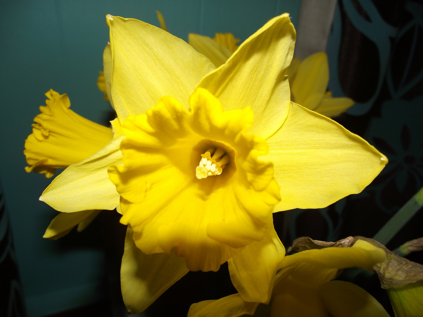 Daffodil