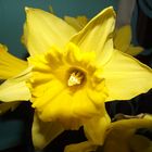 Daffodil