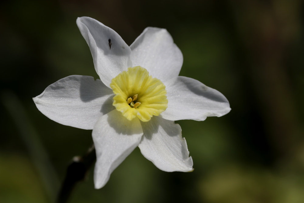 Daffodil