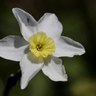 Daffodil