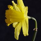 Daffodil