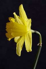 Daffodil