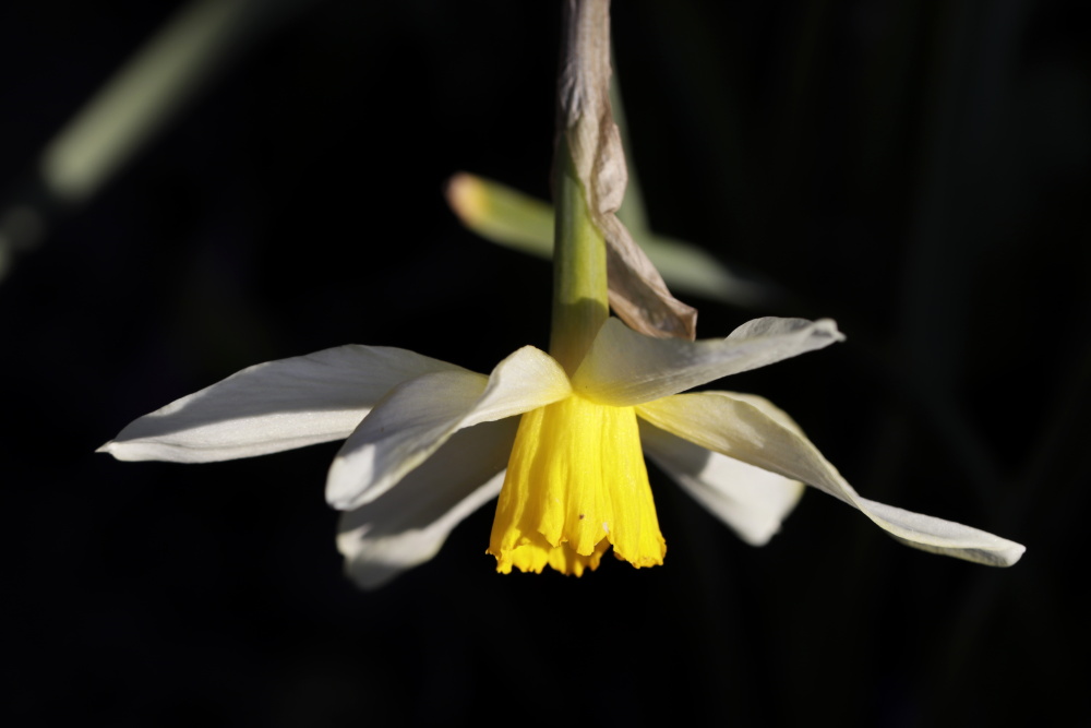 Daffodil