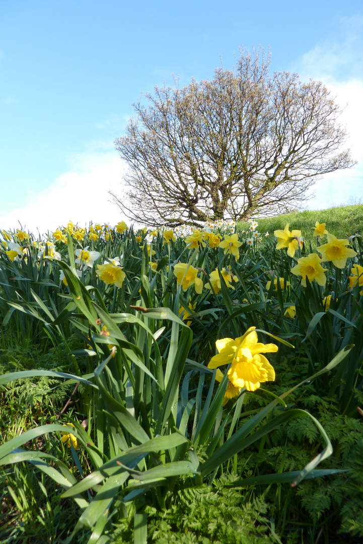 Daffodil