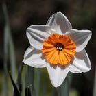 Daffodil