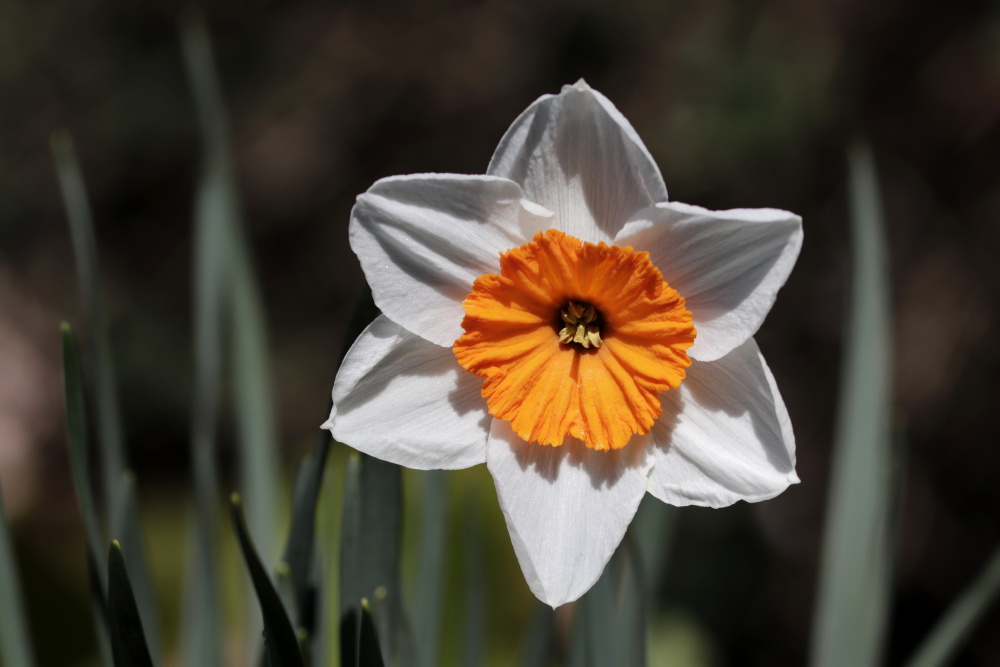 Daffodil