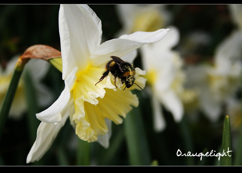 daffodil and a busy bee~