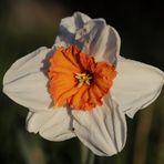 Daffodil - aperture 4