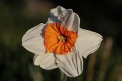 Daffodil - aperture 4