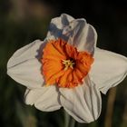 Daffodil - aperture 5.6