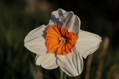 Daffodil - aperture 5.6