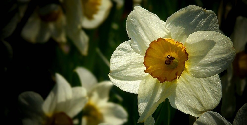 Daffodil