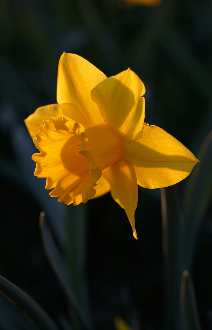 Daffodil 