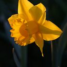 Daffodil 