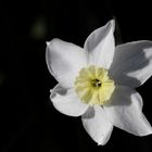 Daffodil