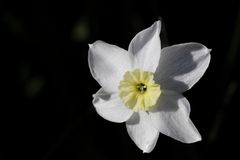 Daffodil