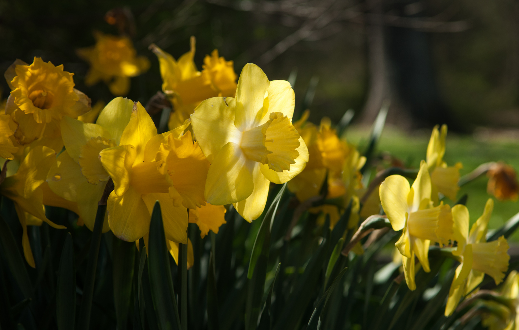 Daffodil Headshots