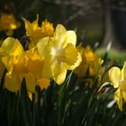 Daffodil Headshots