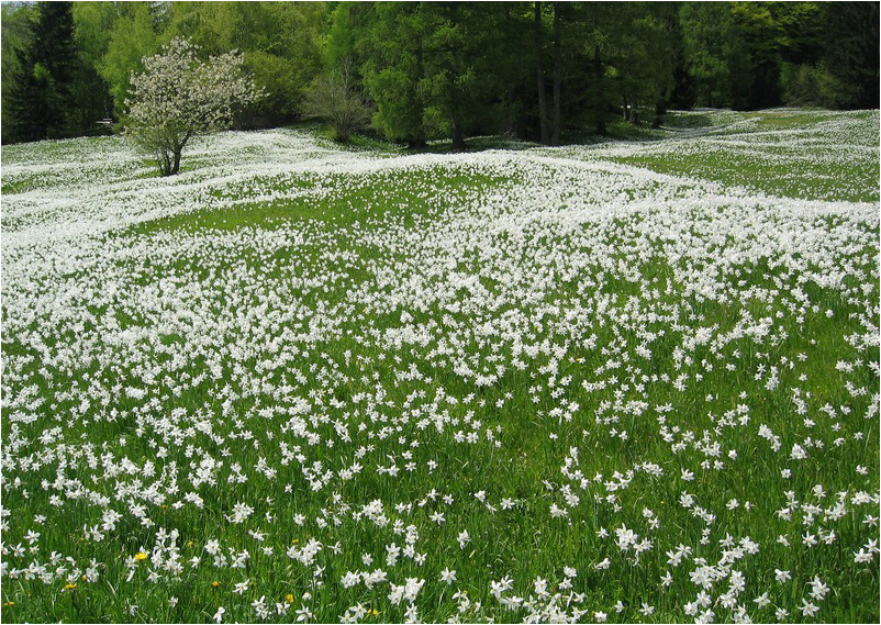 Daffodil here, daffodil there, daffodils everywhere...