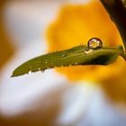 Daffodil in a Drop, experimenting