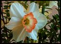 daffodil in the garden #2 von archiek 