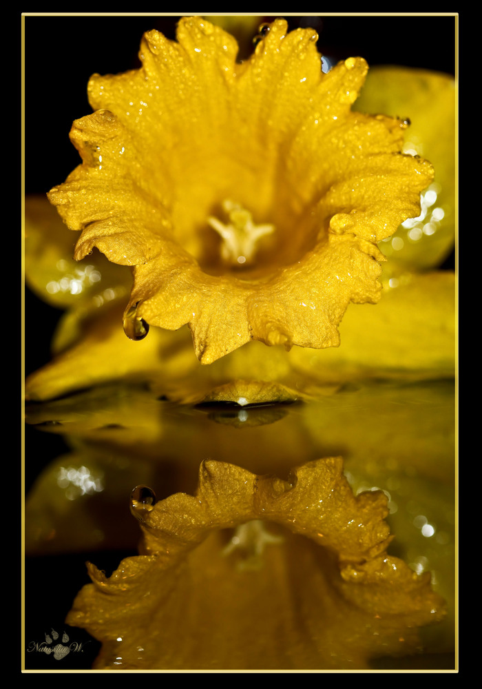 Daffodil - mirroring