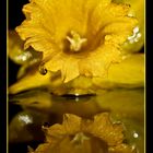 Daffodil - mirroring