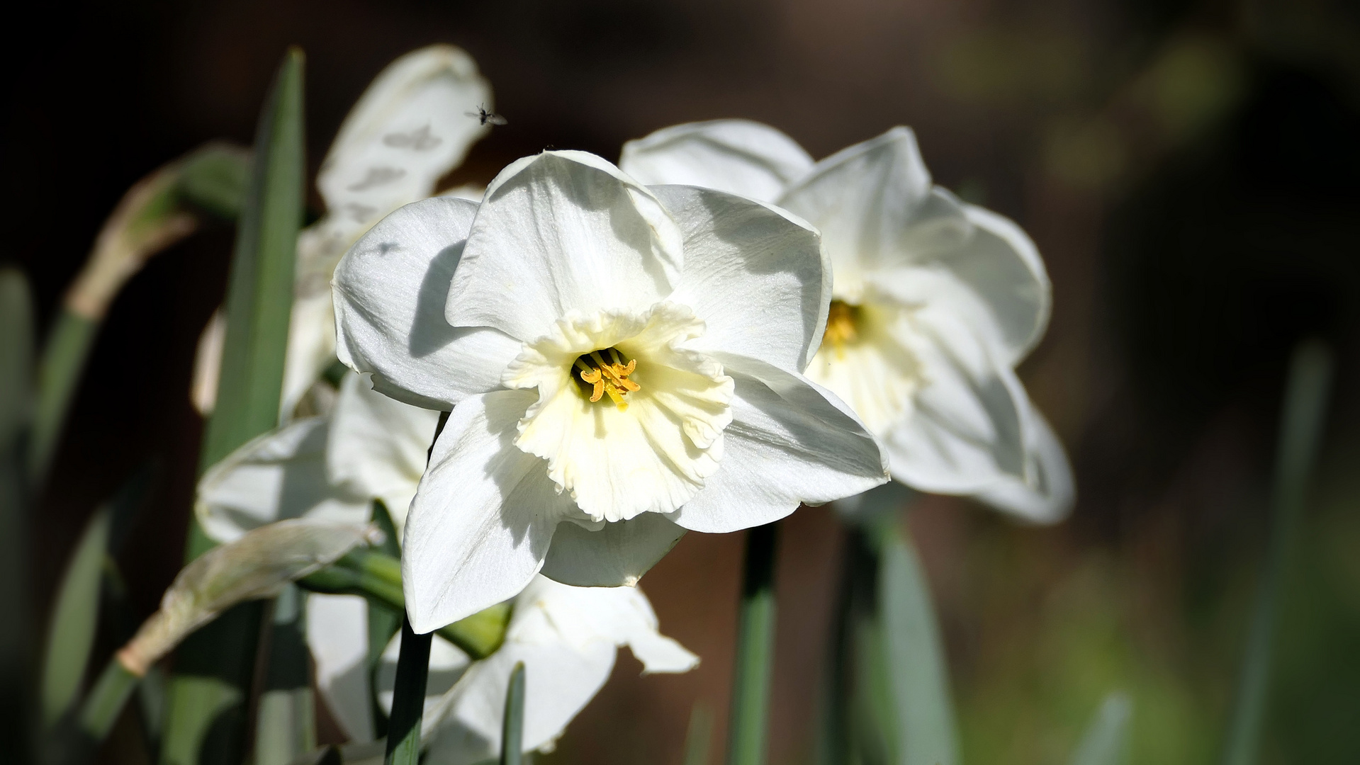 ... daffodil "Mount Hood"