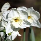 ... daffodil "Mount Hood"