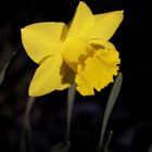 Daffodil (Narcissus)