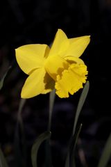 Daffodil (Narcissus)