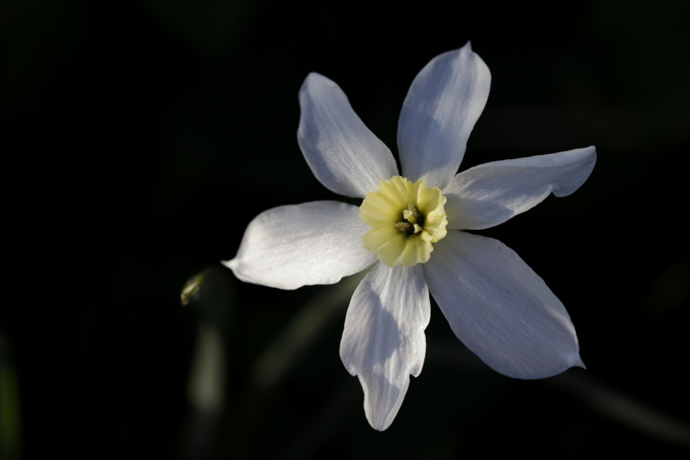 Daffodil (Narcissus)