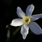 Daffodil (Narcissus)