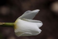 Daffodil (Narcissus)