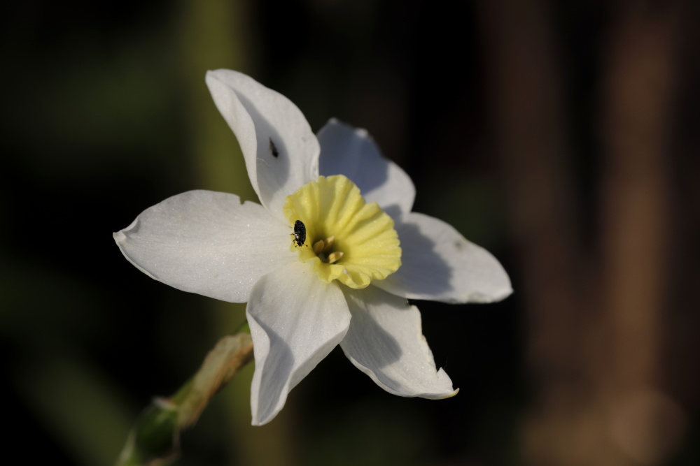 Daffodil - version with aperture 7.1