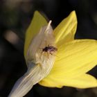 Daffodil with a bug