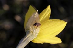 Daffodil with a bug