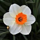 Daffodilie ;)