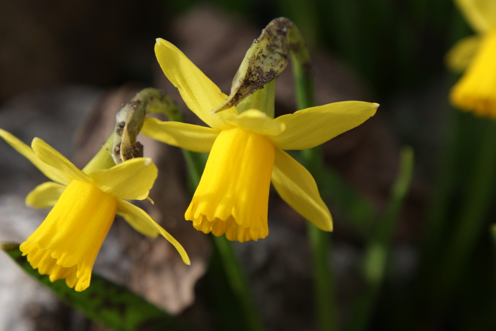 Daffodill 'tete a tete'