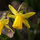 Daffodill 'tete a tete'