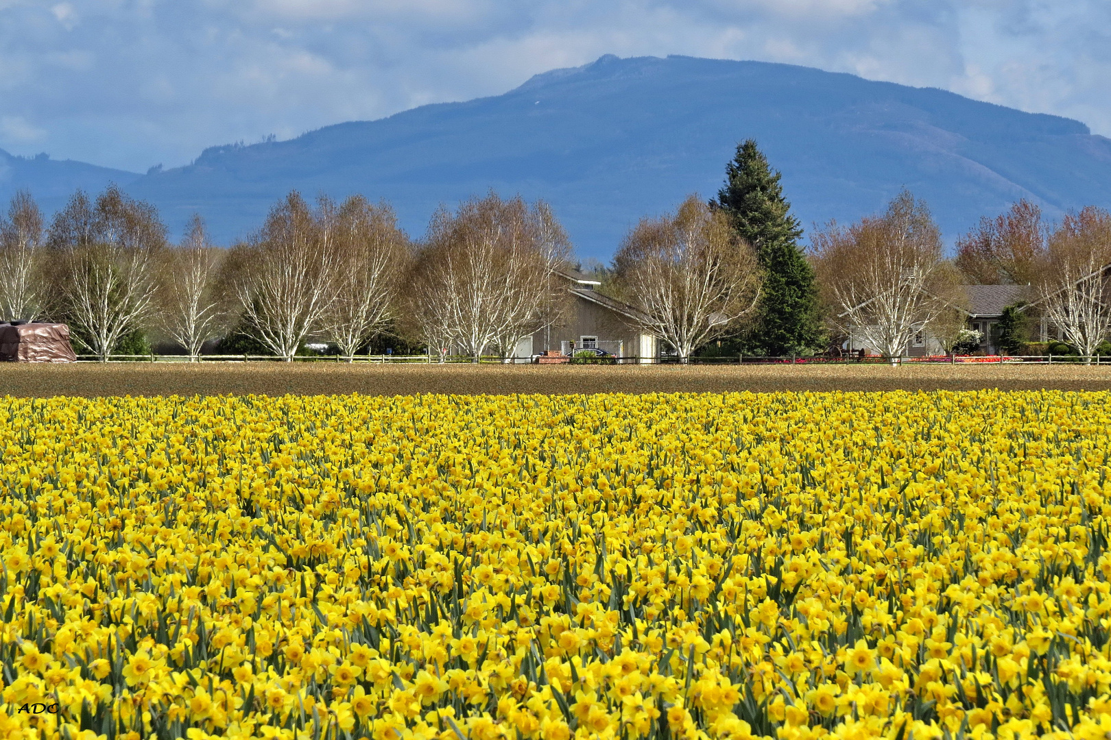 Daffodils (2)