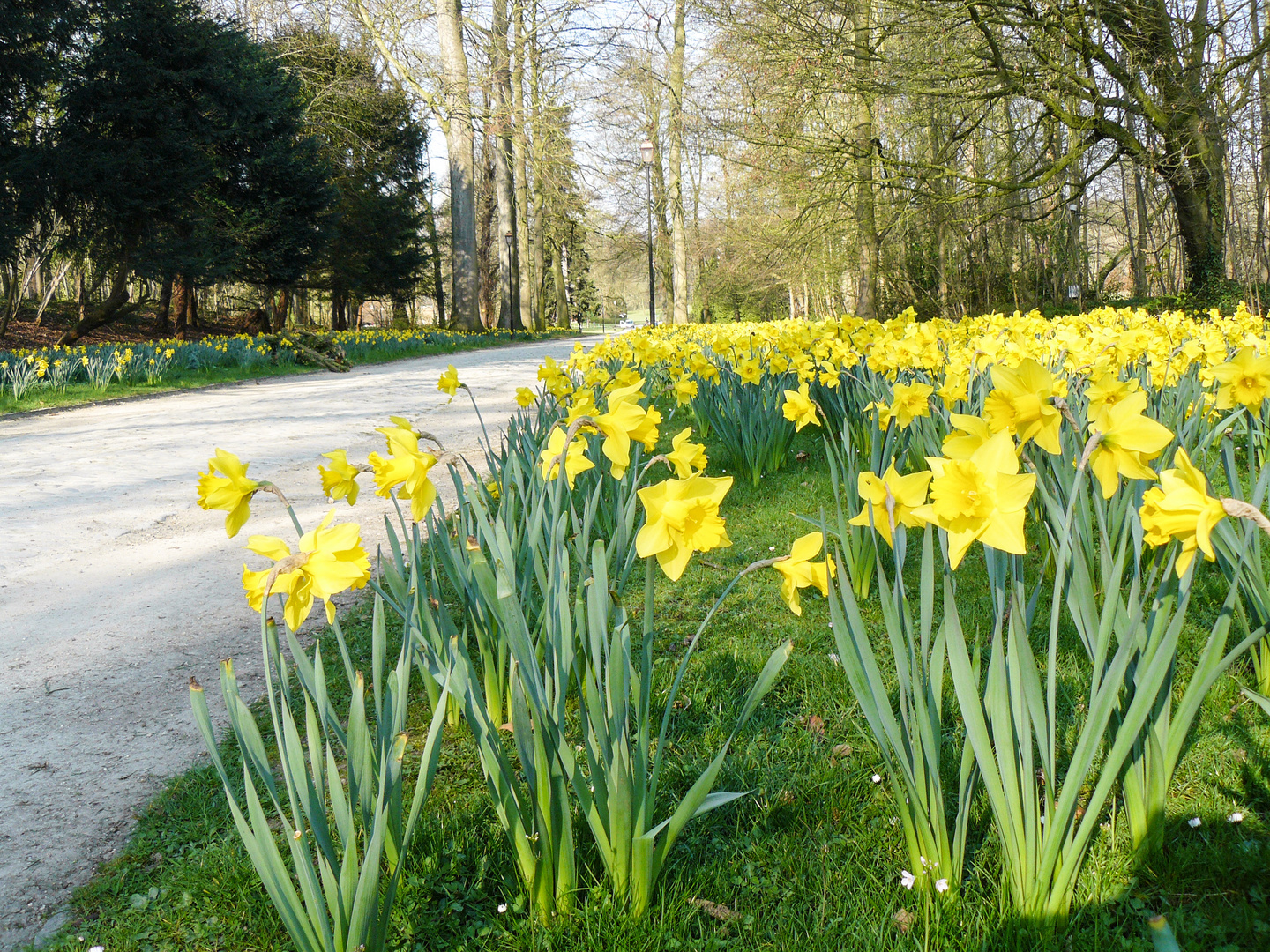 Daffodils