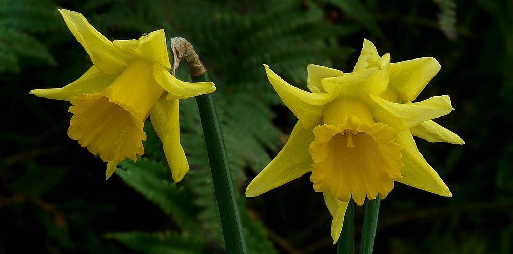 Daffodils