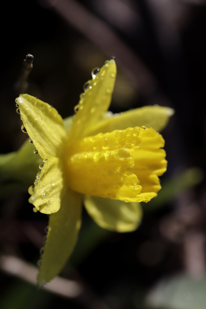 Daffodils