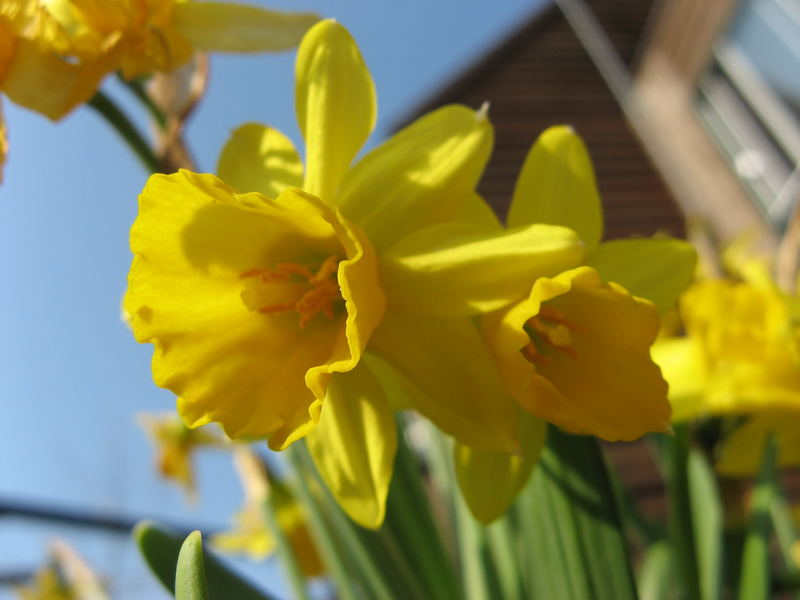 Daffodils